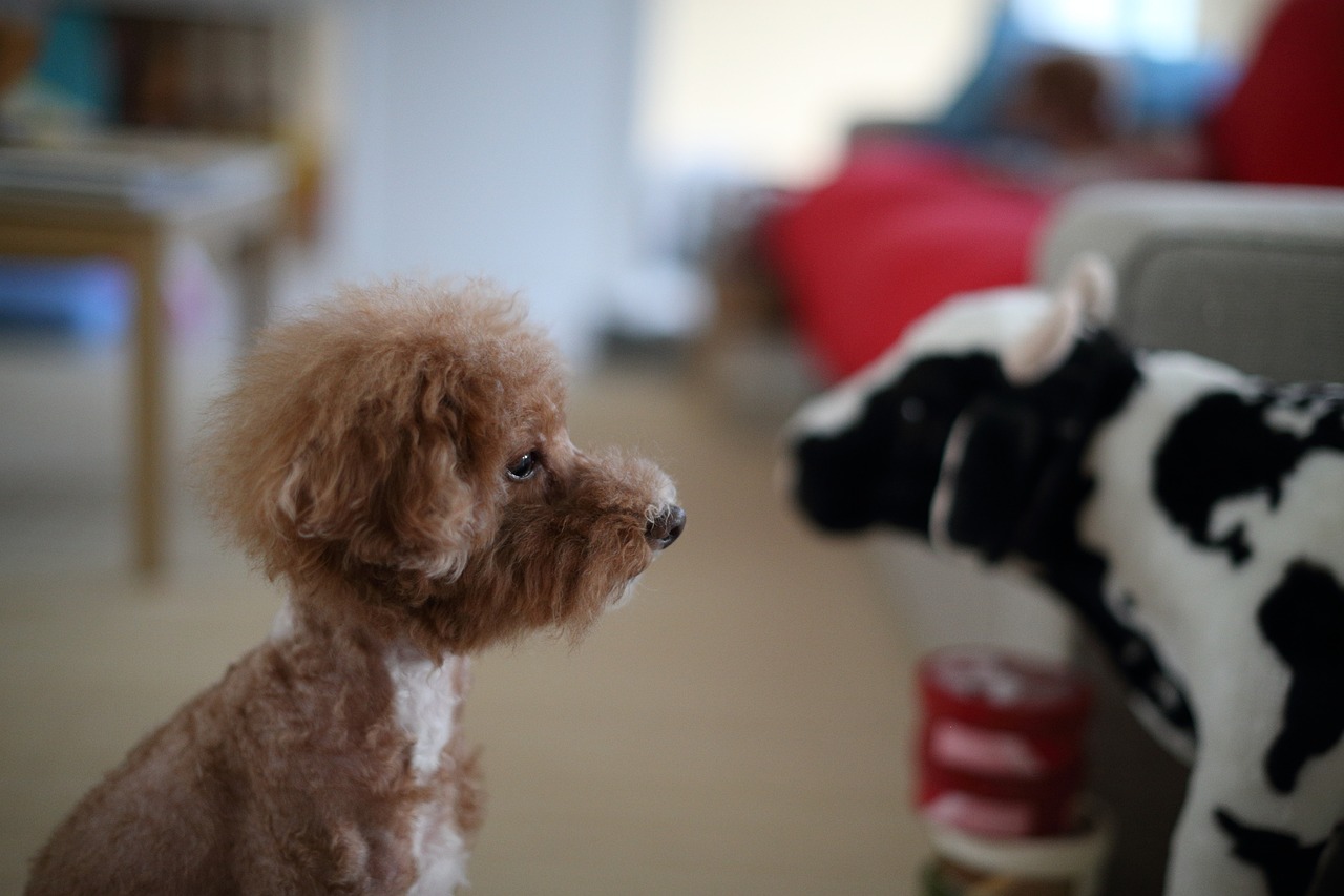 Exploring the Affectionate Nature of Poodles